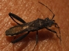 Camptopus lateralis