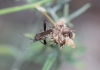 Camptopus lateralis