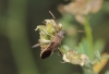 Camptopus lateralis