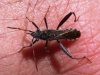 Camptopus lateralis