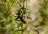 Camptopus lateralis