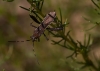 Camptopus lateralis