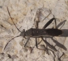 Camptopus lateralis