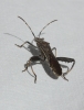 Camptopus lateralis