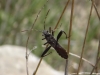 Camptopus lateralis
