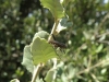 Camptopus lateralis