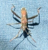 Camptopus lateralis