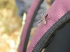 Camptopus lateralis