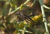 Camptopus lateralis