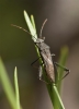 Camptopus lateralis
