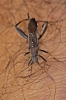 Camptopus lateralis