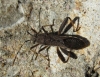 Camptopus lateralis
