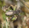 Camptopus lateralis