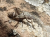Camptopus lateralis