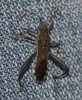 Camptopus lateralis