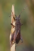 Camptopus lateralis