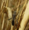 Camptopus lateralis