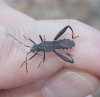 Camptopus lateralis