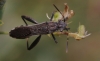 Camptopus lateralis