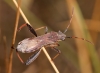 Camptopus lateralis