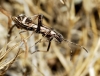 Camptopus lateralis