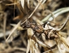 Camptopus lateralis
