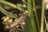 Camptopus lateralis