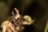 Camptopus lateralis