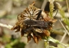 Camptopus lateralis
