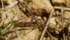 Camptopus lateralis
