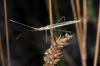 Chorosoma schillingii