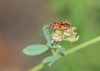 Corizus hyoscyami