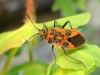 Corizus hyoscyami