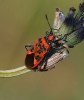 Corizus hyoscyami