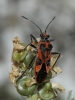 Corizus hyoscyami