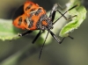 Corizus hyoscyami