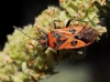 Corizus hyoscyami