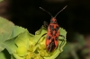 Corizus hyoscyami