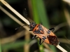 Corizus hyoscyami