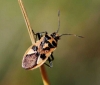 Corizus hyoscyami