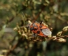Corizus hyoscyami