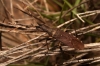 Dicranocephalus albipes