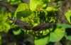 Dicranocephalus albipes