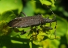 Dicranocephalus albipes