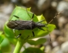 Dicranocephalus albipes