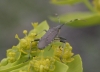 Dicranocephalus albipes