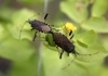 Dicranocephalus albipes