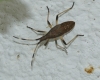 Dicranocephalus sp. Dicranocephalus sp.