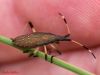 Dicranocephalus sp.