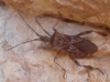 Leptoglossus occidentalis